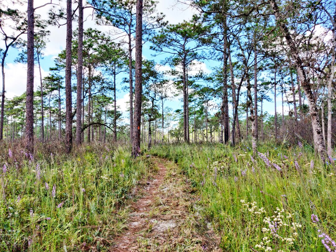 HIking Trail, Withlacoochee Croom Tract