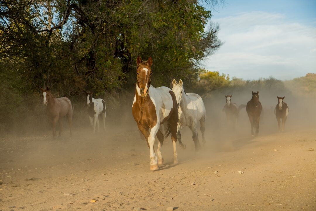 Circle Z Ranch