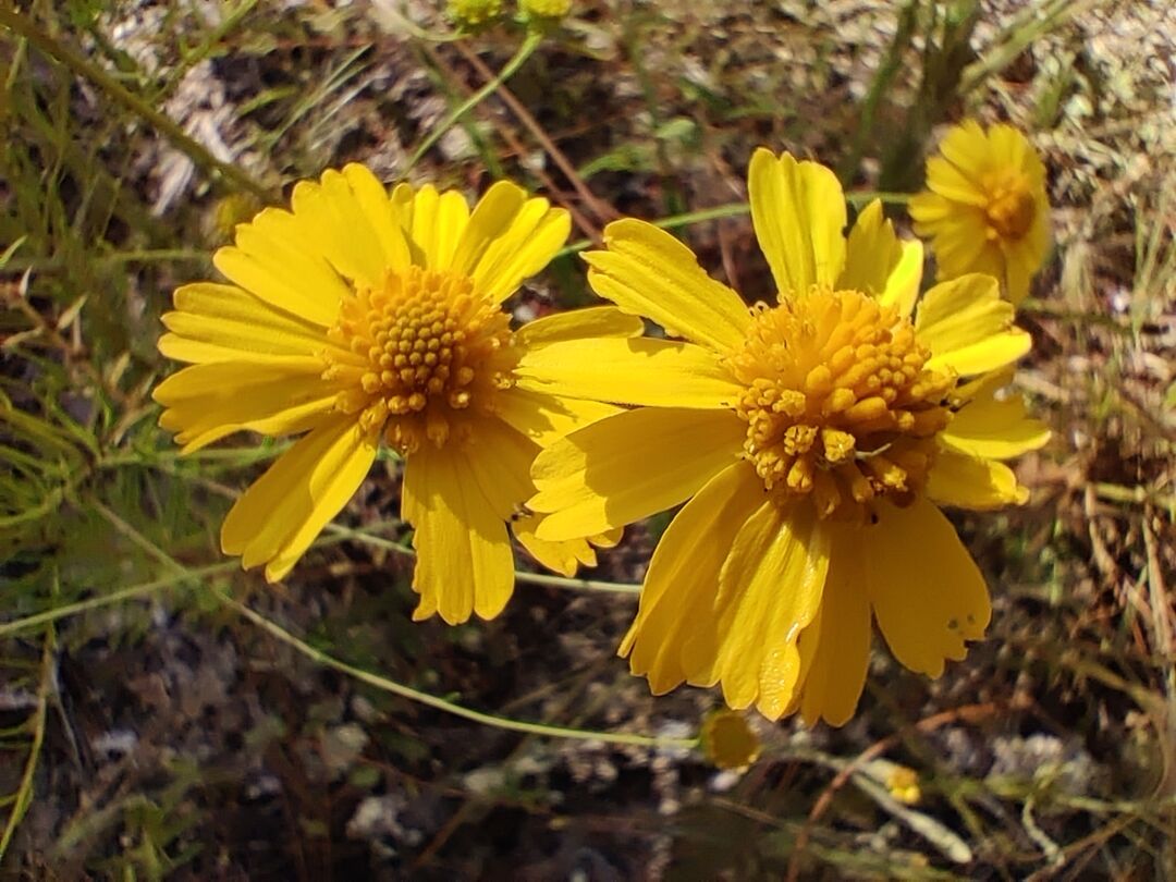 Coastal plain honeycombhead