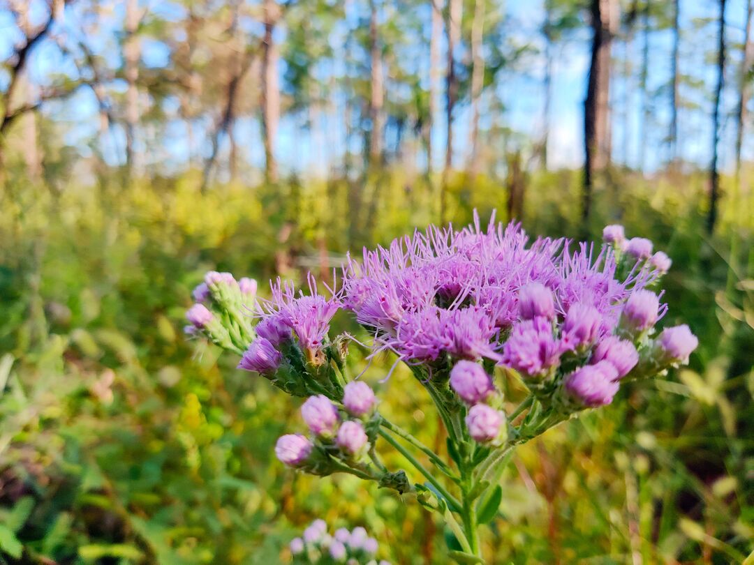 Coastalplain Chaffhead