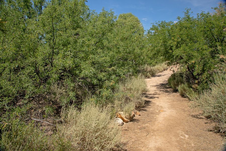 Dankworth Pond State Park, Safford_credit Arizona State Parks and Trails