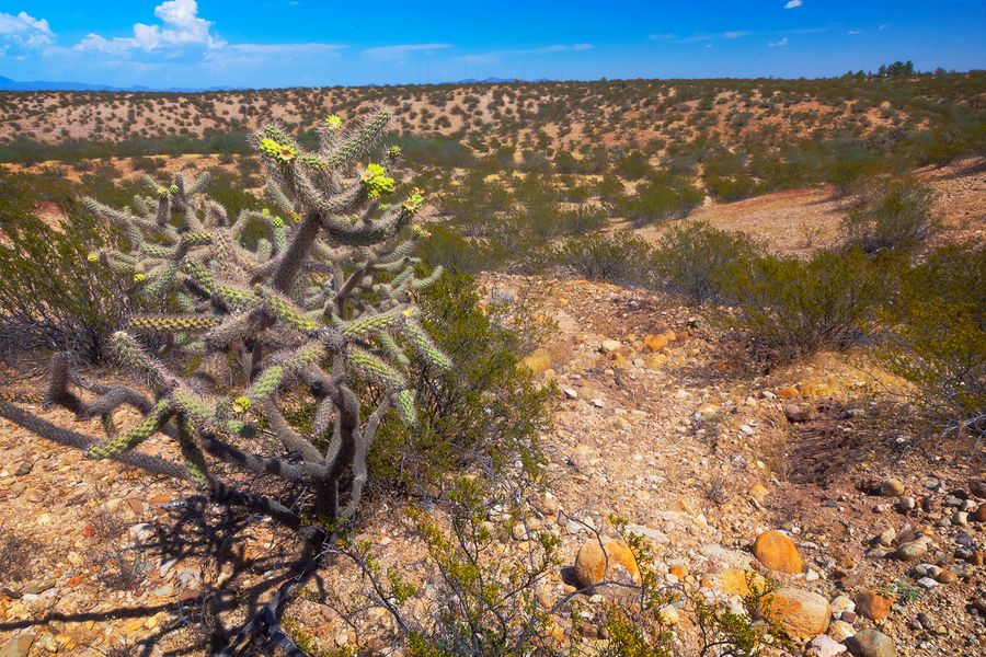 Dankworth Pond State Park, Safford_credit Arizona State Parks and Trails