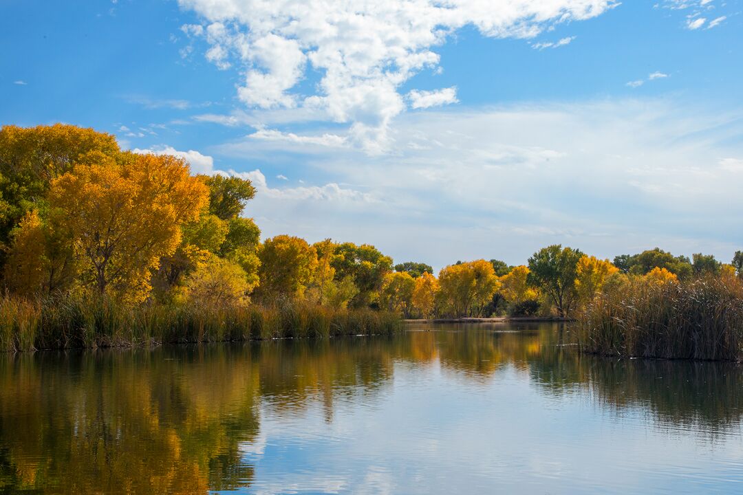 Dead Horse Ranch State Park, Cottonwood_credit Arizona State Parks and Trails