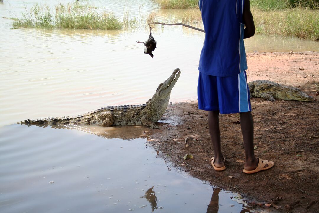 RNS-Bazoule-Crocodiles1 102121