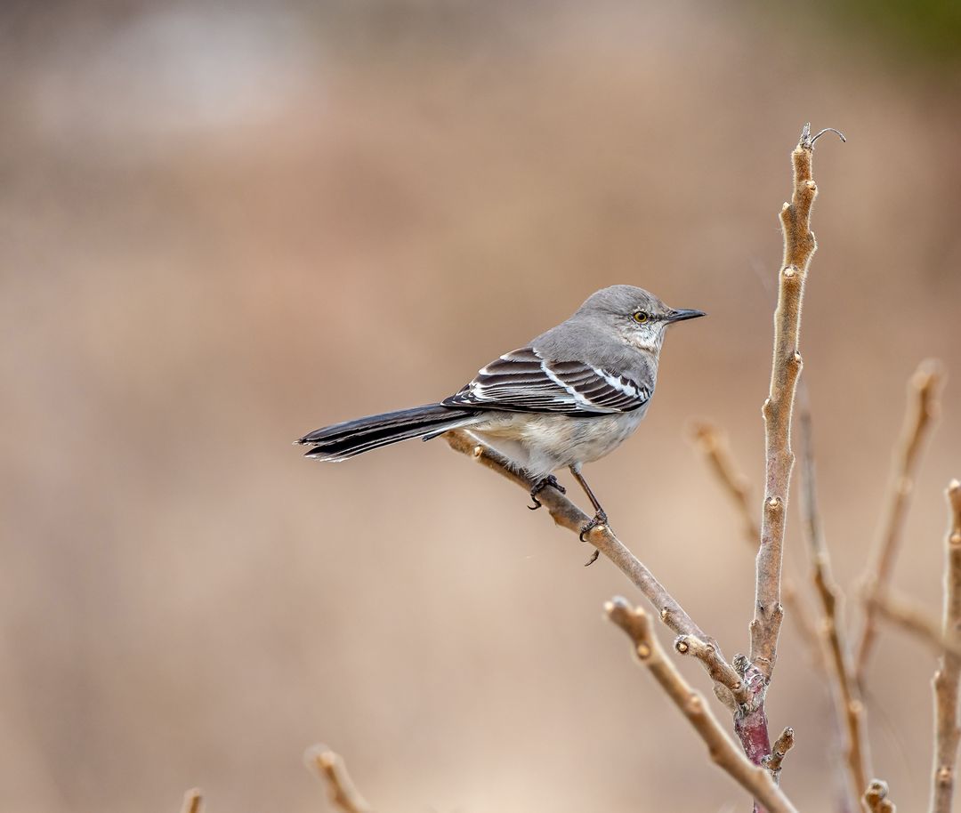 RNS-Northern-Mockingbird1 111021