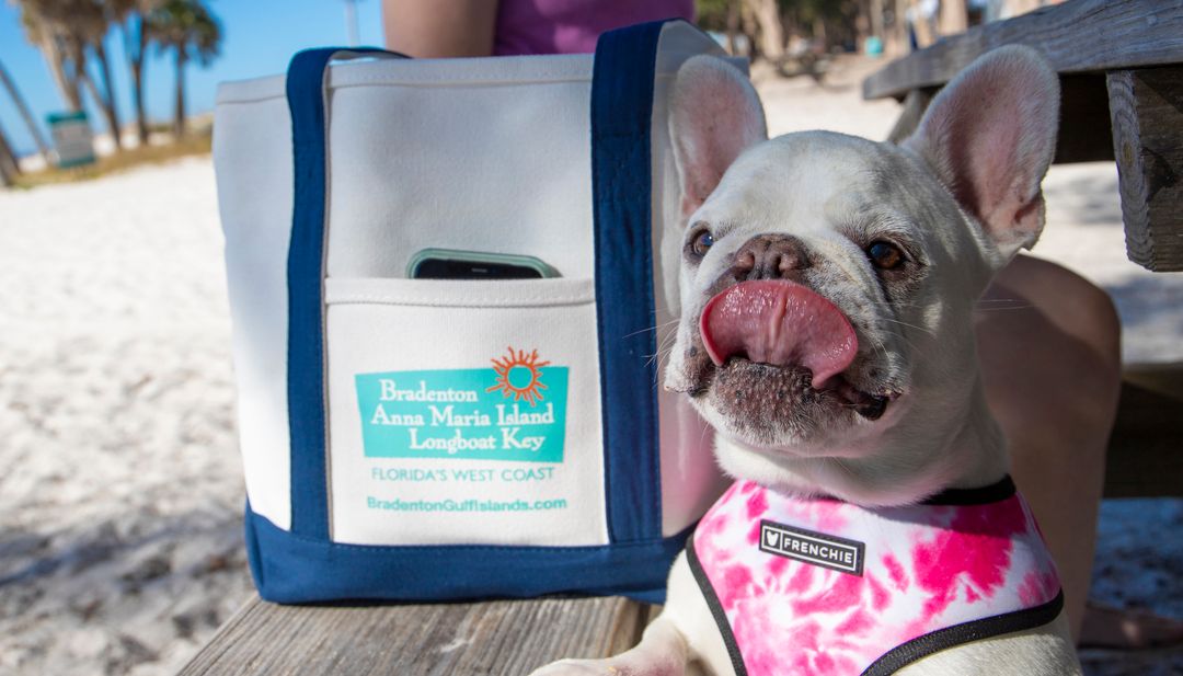 Mallow Frenchie - Waterline Pet Influencer