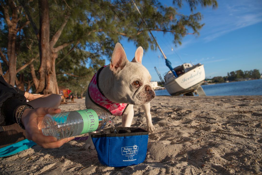 Mallow Frenchie - Waterline Pet Influencer