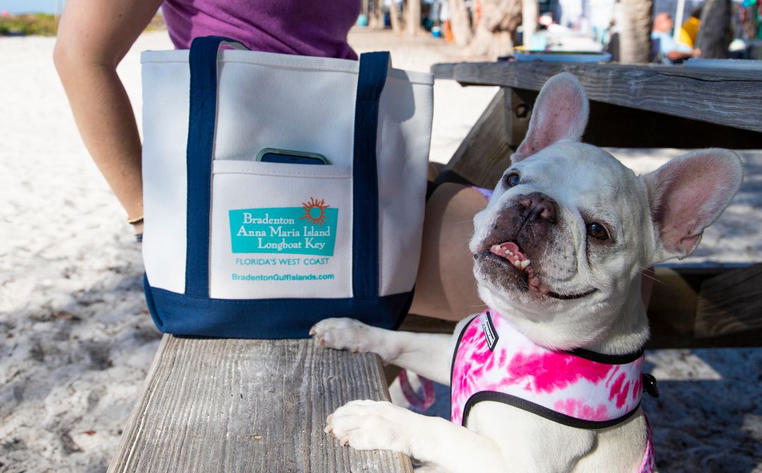 Mallow Frenchie - Waterline Pet Influencer
