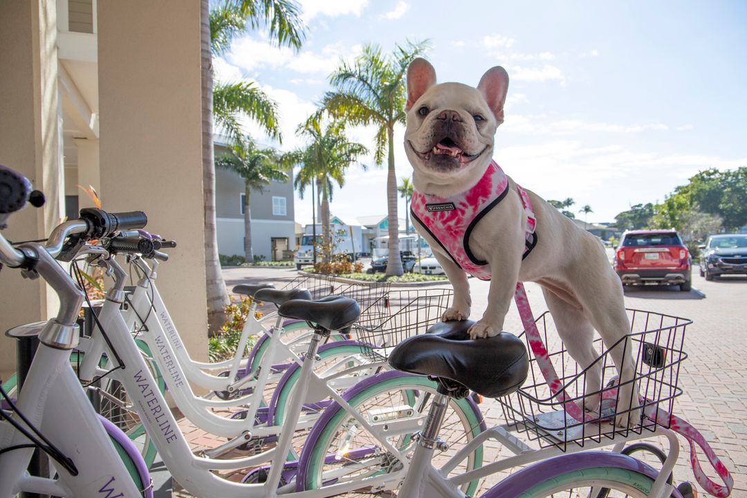 Mallow Frenchie - Waterline Pet Influencer
