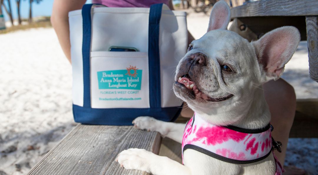 Mallow Frenchie - Waterline Pet Influencer