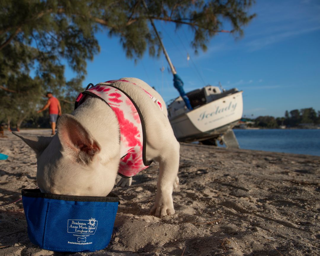 Mallow Frenchie - Waterline Pet Influencer
