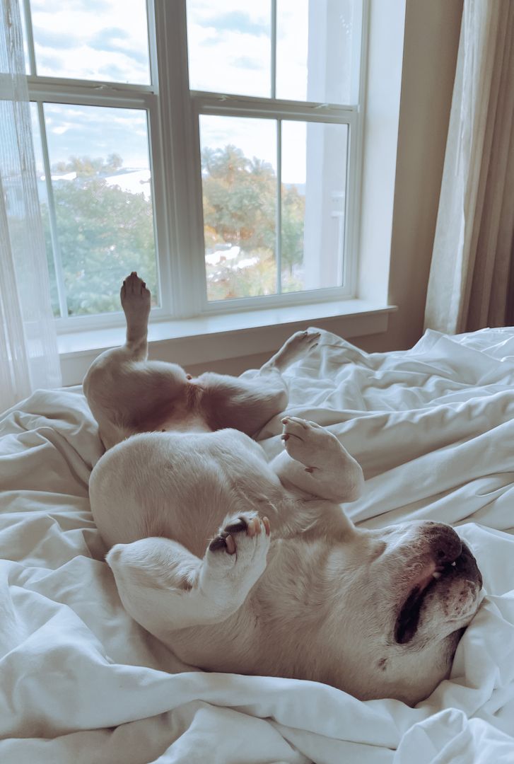Mallow Frenchie - Waterline Pet Influencer