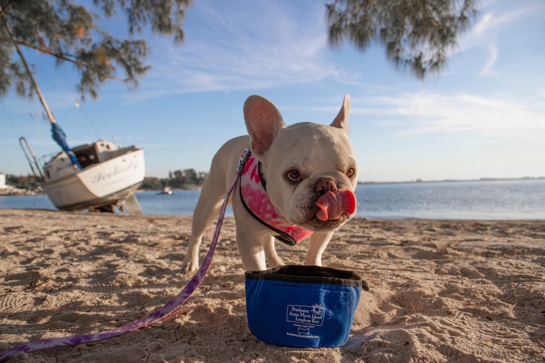 Mallow Frenchie - Waterline Pet Influencer