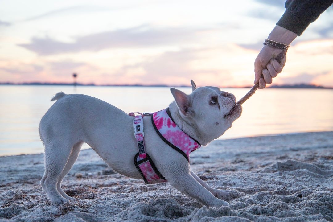 Mallow Frenchie - Waterline Pet Influencer