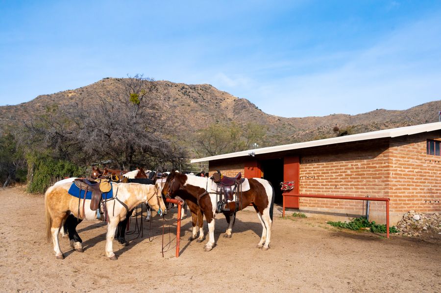 Elkhorn Ranch, Tucson_credit An Pham