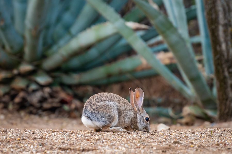 Elkhorn Ranch, Tucson_credit An Pham