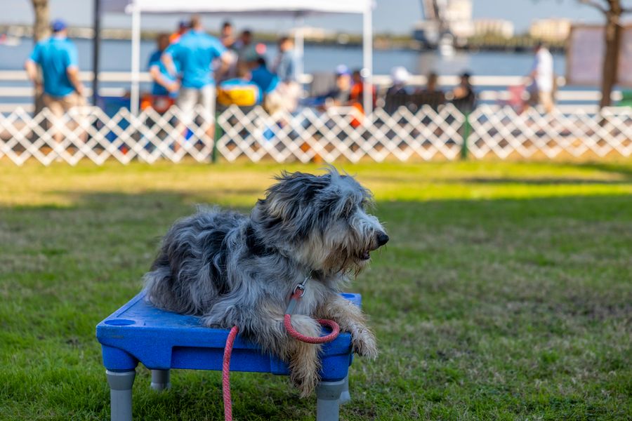 River Regatta 2022