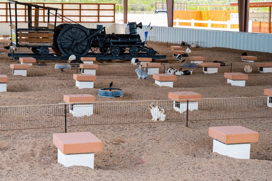 Rooster Cogburn Ostrich Ranch, Picacho_credit An Pham