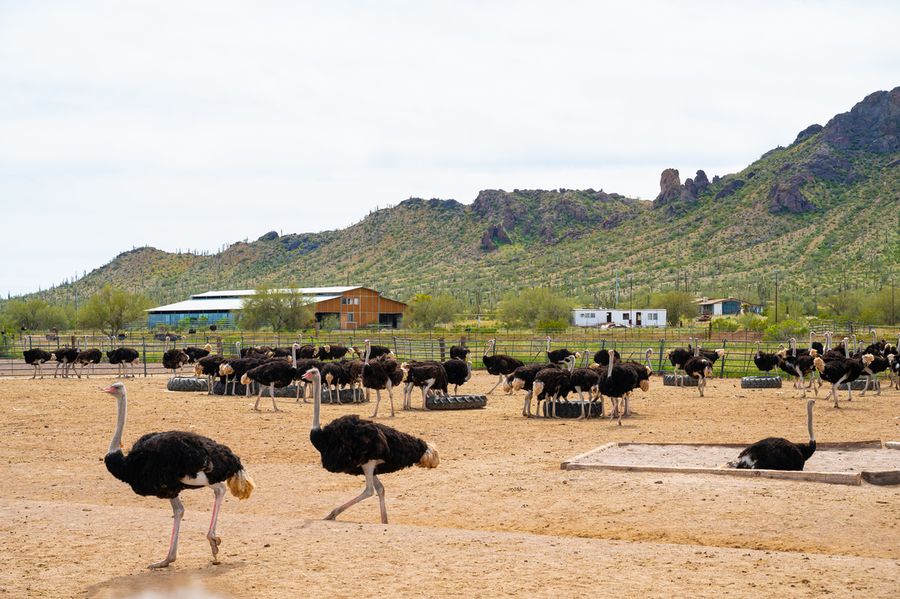 Rooster Cogburn Ostrich Ranch, Picacho_credit An Pham