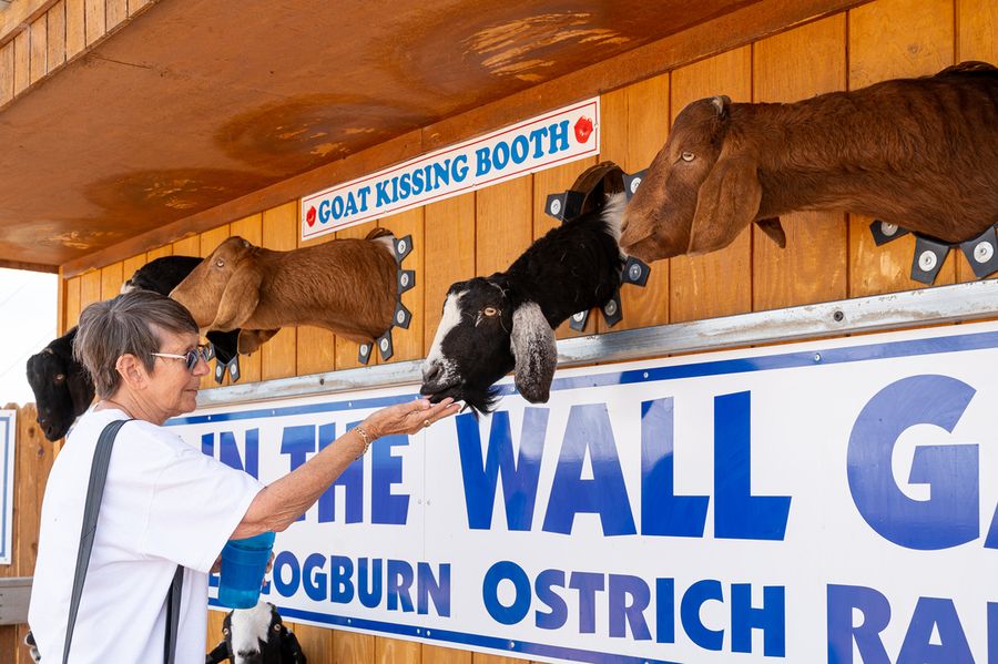 Rooster Cogburn Ostrich Ranch, Picacho_credit An Pham