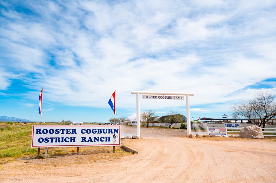 Rooster Cogburn Ostrich Ranch, Picacho_credit An Pham