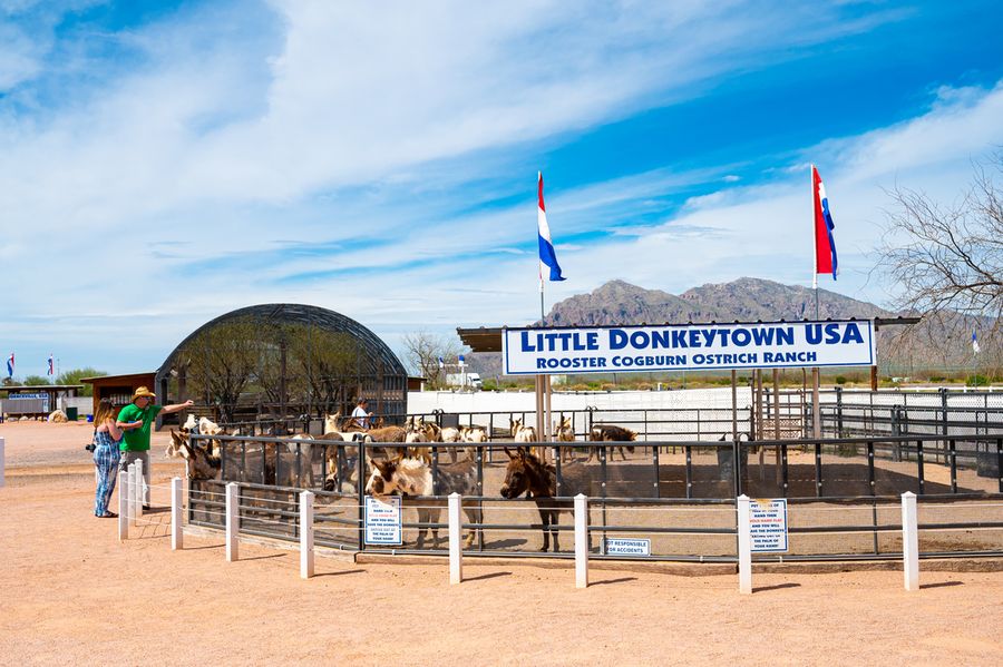 Rooster Cogburn Ostrich Ranch, Picacho_credit An Pham