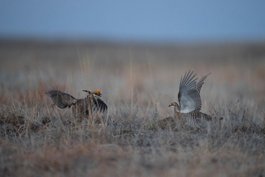 Prairie Chickens