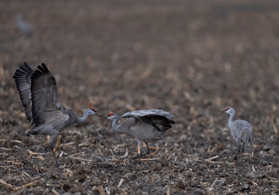 Sandhill Crane Migration