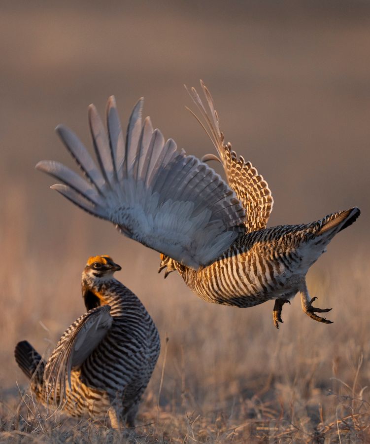 Prairie Chickens