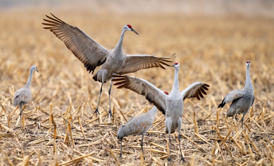 Sandhill Crane Migration