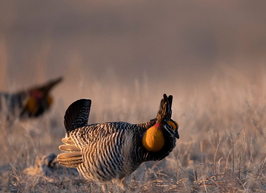 Prairie Chickens