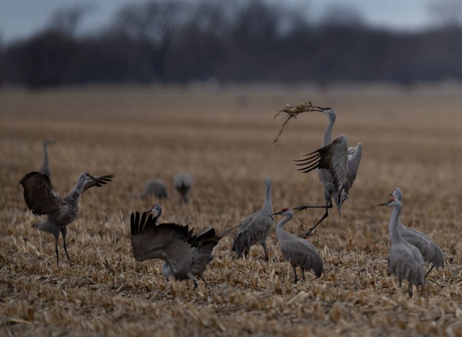 Sandhill Crane Migration