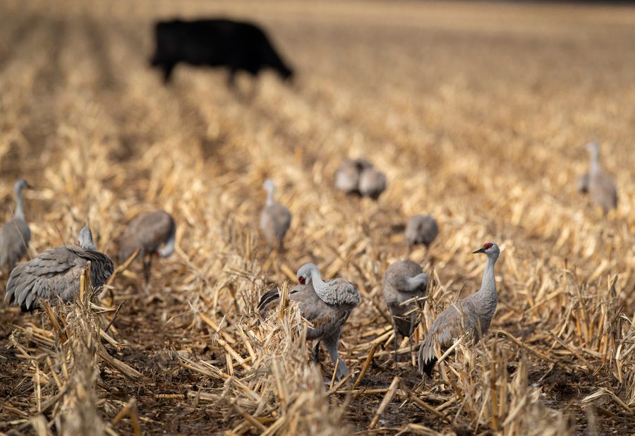 Sandhill Crane Migration