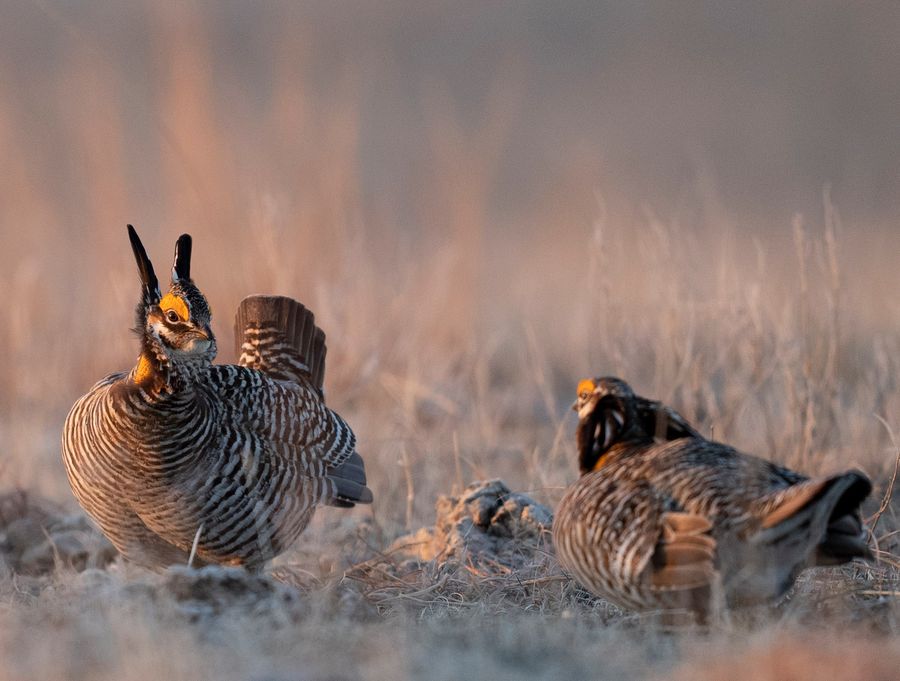 Prairie Chickens