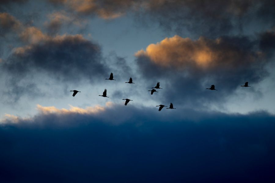 Sandhill Crane Migration