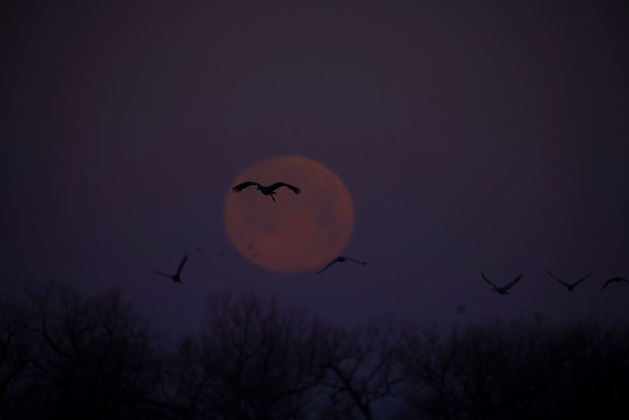 Sandhill Crane Migration