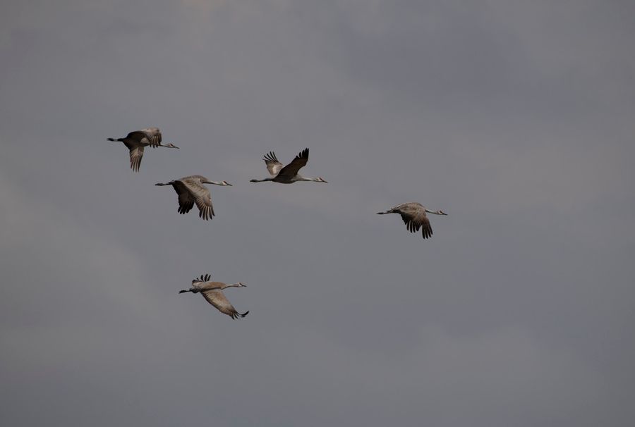 Sandhill Crane Migration