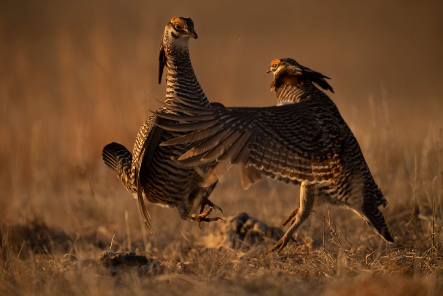 Prairie Chickens