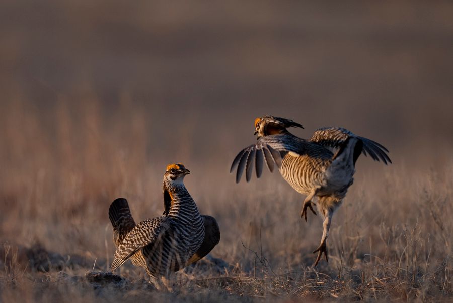 Prairie Chickens