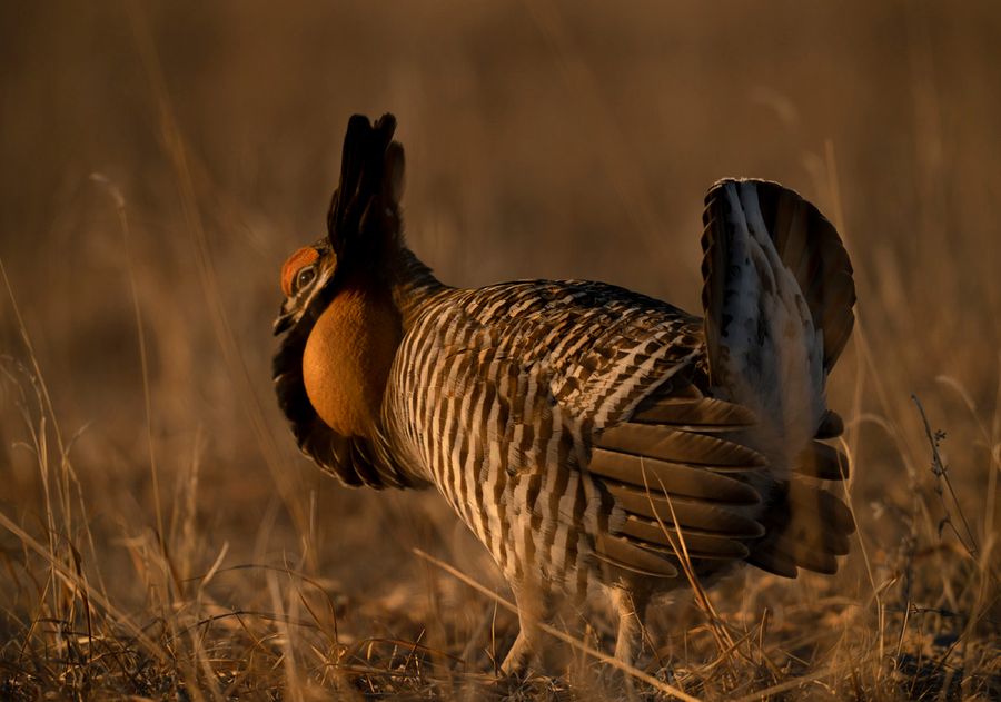 Prairie Chickens