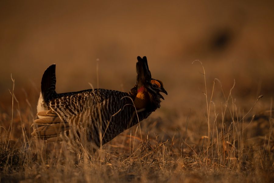 Prairie Chickens