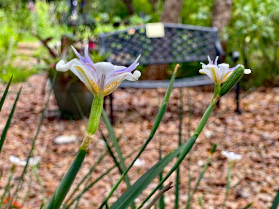 Nature Coast Botanical Garden_6463