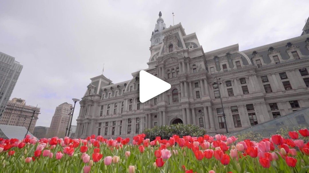 City Hall Tulips