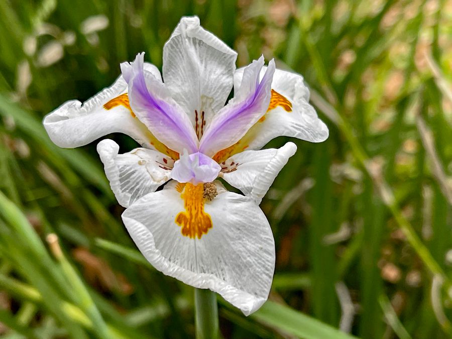 Nature Coast Botanical Garden_6471