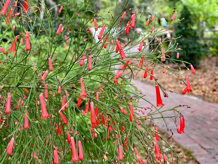 Nature Coast Botanical Garden_6464