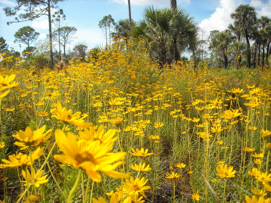 H_Wildflowers in Flatwoods