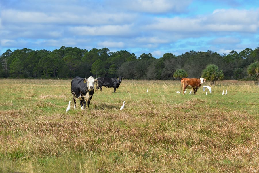 20160105_WaltonRanch_098_SD