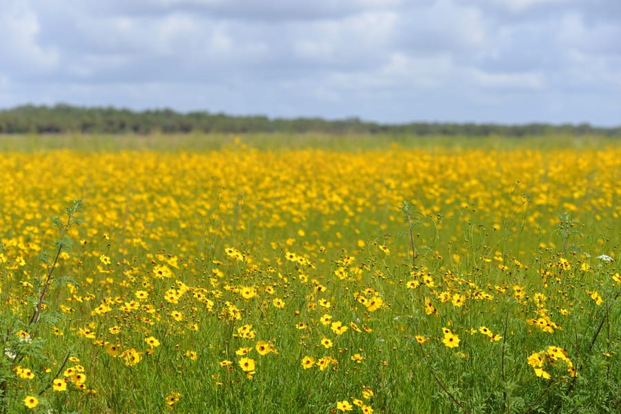 20170501_FlowersMyakaRiverPark_002_SD