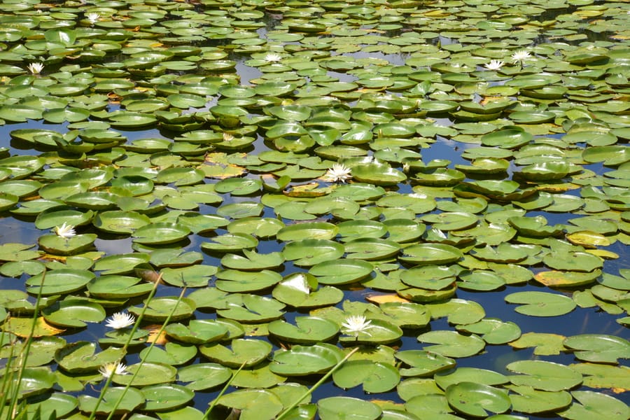 20180710_Pond_011_SD
