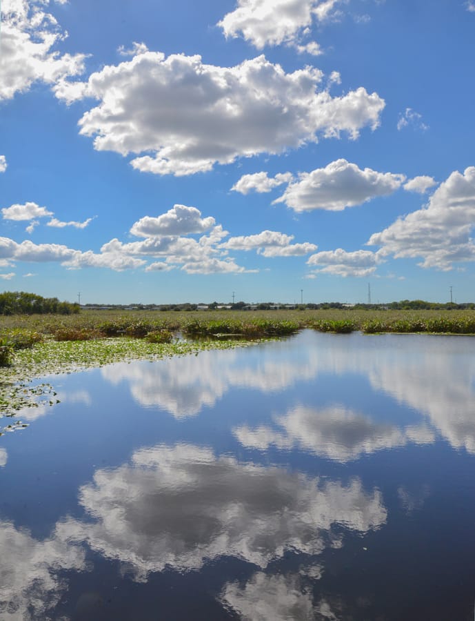 20181018_CeleryFields_04